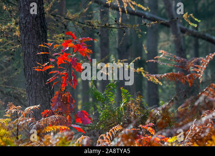Northern red oak / champion oak (Quercus rubra / Quercus borealis) sapling showing red autumn colours in mixed forest with bracken in the fall Stock Photo