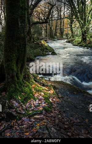 The River Fowey at Golitha Falls in an autumnal Draynes Wood an ancient woodland in Cornwall. Stock Photo