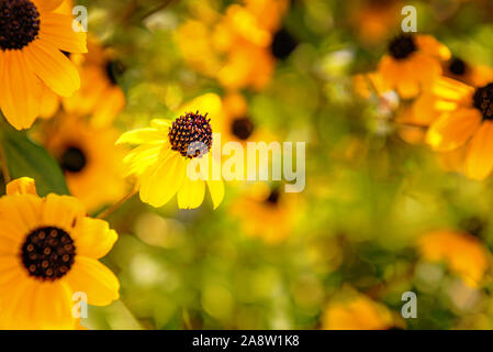 Orange and yellow Echinacea flower with black coned center in sunlight. Unfocused field with other Echinacea flowers at background. Selective focus. S Stock Photo