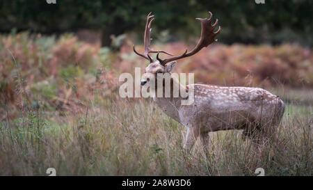 Oh my Deer! Red and fallow deer in rutting season in Richmond Park, London.
