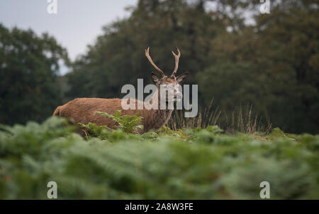 Oh my Deer! Red and fallow deer in rutting season in Richmond Park, London.