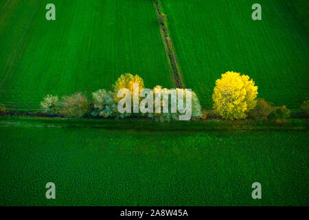 Trees with yellow leaves in fields of green grass seen from above at sunset Stock Photo