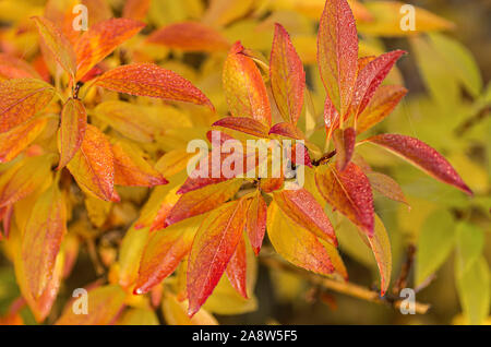 Bright Forsythia leaves with spider web on leaves. Autumn concept. Close up. Stock Photo