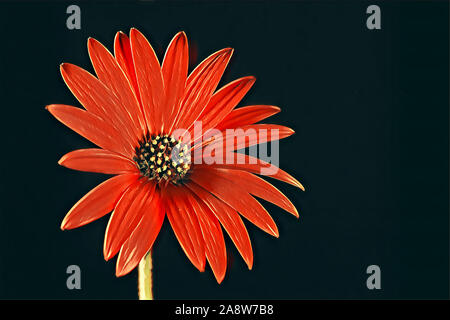 Vivid red African daisy on dark background with copy space - digital artwork Stock Photo