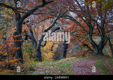Autumn colours in the landscap, Coulourful trees in English woodland countryside near Shotley Bridge on the border of Northumberland and County Durham Stock Photo