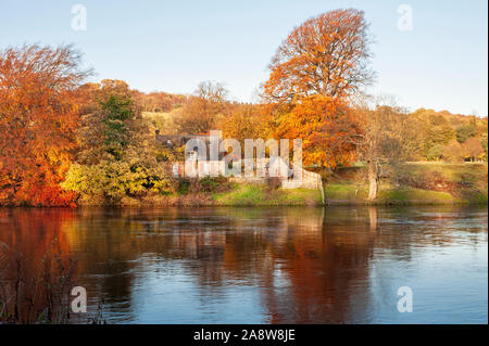 Autumn colours on the bank of the river Tyne at Hexham in Northumberland Stock Photo