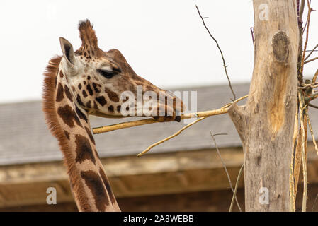 Giraffe feeding at London Zoo Stock Photo