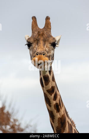Giraffe head and neck at London Zoo Stock Photo