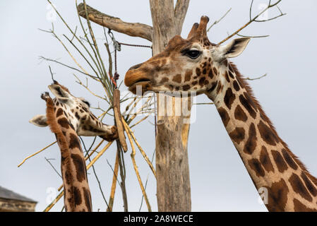 Giraffes at London Zoo Stock Photo