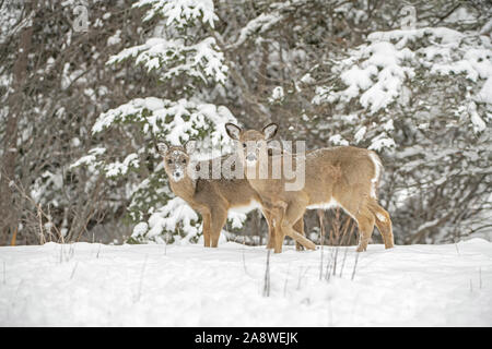 White-tailed Deer (Odocoileus virginianus) twin fawns on a snowy day. Acadia National Park, Maine, USA. Stock Photo