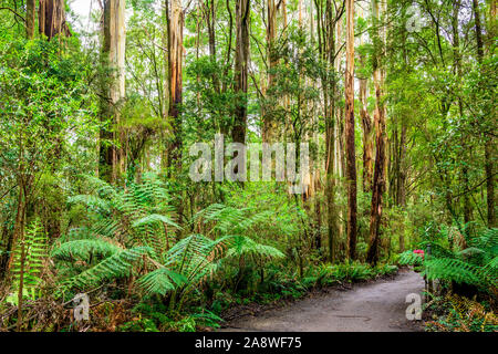 Giant Eucalyptus regnans trees, known as mountain ash, swamp gum, or stringy gum, is a species of Eucalyptus found at Great Otway National Park. Stock Photo