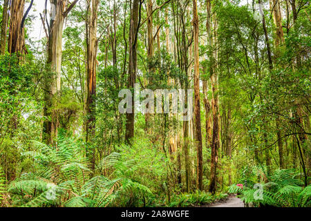 Giant Eucalyptus regnans trees, known as mountain ash, swamp gum, or stringy gum, is a species of Eucalyptus found at Great Otway National Park. Stock Photo