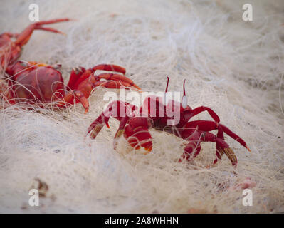 Red Ghost Crabs stuck in a disused fishing net discarded on Cox's Bazar Beach Stock Photo