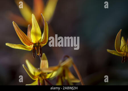 Closeup of yellow trout lily against a dark background with copy space. Stock Photo