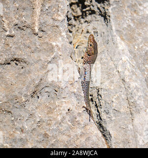 Greek rock lizard (Hellenolacerta graeca) at Leonidio. This species of lizard in the family Lacertidae is endemic to the Peloponnese region of souther Stock Photo