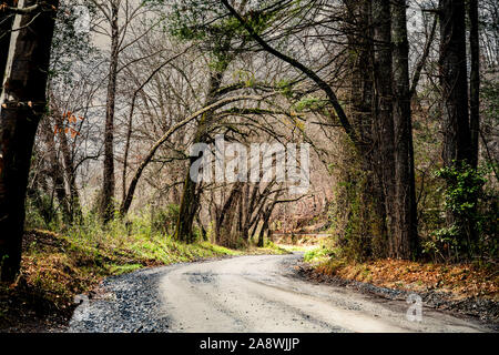 Rural dirt road framed with trees. Stock Photo