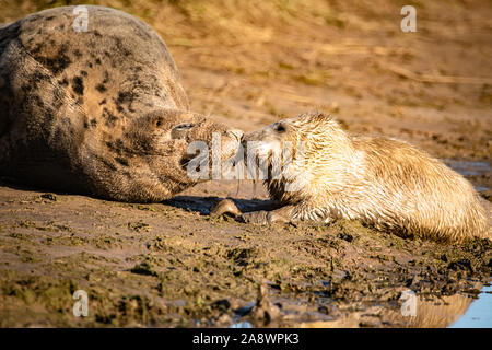 Grey Seal Pup with mum on beach Stock Photo