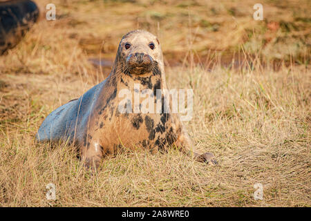 Closeup of a Gray Seal on beach in the UK at Donner Nook Stock Photo