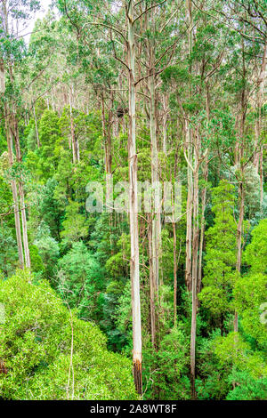 Giant Eucalyptus regnans trees, known as mountain ash, swamp gum, or stringy gum, is a species of Eucalyptus found at Great Otway National Park. Stock Photo
