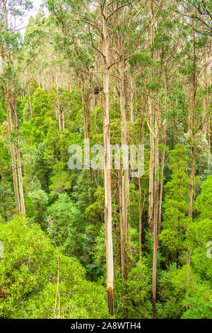 Giant Eucalyptus regnans trees, known as mountain ash, swamp gum, or stringy gum, is a species of Eucalyptus found at Great Otway National Park. Stock Photo