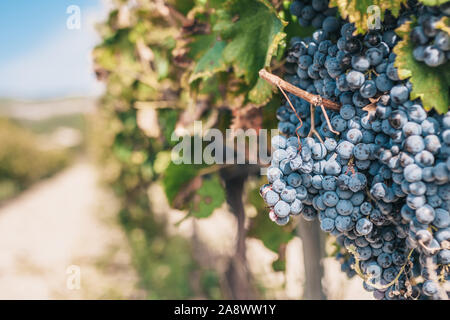 Rich harvest of grapes in Provence - Luberon - a good year Stock Photo