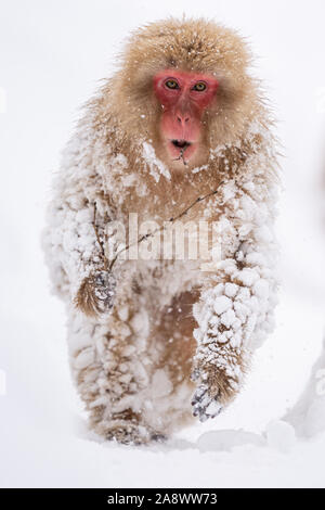 Snow monkey eating at Jigokudani Monkey Park in Nagano, Japan, March ...