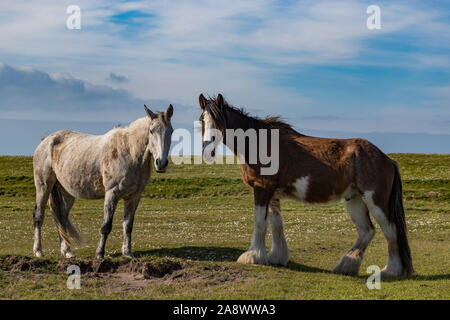 Horses grazing in a rural meadow, The Maharees in county Kerry on west coast of Ireland Stock Photo