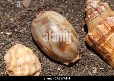 Group of small sea snails on seashore with dark volcanic sand. Seashells of different shapes. Oval conch shell, conical shell of sea snail Cypraeidae. Stock Photo