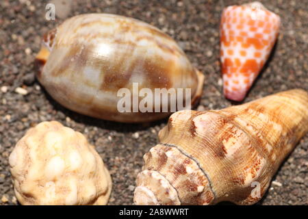 Group of small sea snails on seashore with dark volcanic sand. Seashells of different shapes. Oval conch shell, conical shell of sea snail Cypraeidae. Stock Photo