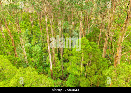 Giant Eucalyptus regnans trees, known as mountain ash, swamp gum, or stringy gum, is a species of Eucalyptus found at Great Otway National Park. Stock Photo