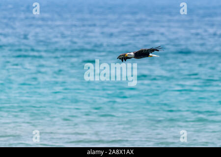 A bald Eagle (Haliaeetus leucocephalus) flies low over the water of Lake Michigan off of Beaver Island, Michigan, USA. Stock Photo