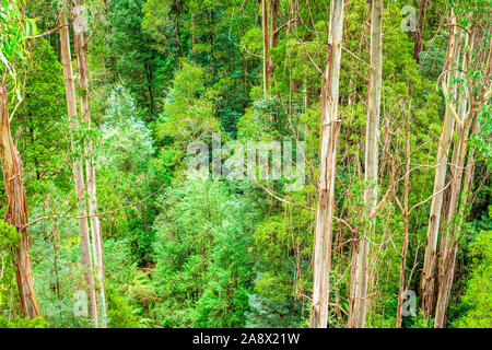 Giant Eucalyptus regnans trees, known as mountain ash, swamp gum, or stringy gum, is a species of Eucalyptus found at Great Otway National Park. Stock Photo
