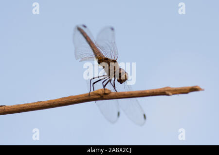 Close up of a single brown Dragonfly, standing on a branch Stock Photo