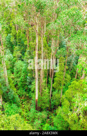 Giant Eucalyptus regnans trees, known as mountain ash, swamp gum, or stringy gum, is a species of Eucalyptus found at Great Otway National Park. Stock Photo