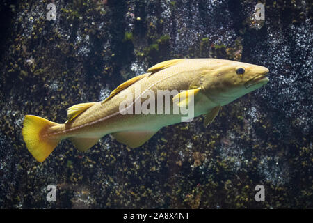 Dorsch, Kabeljau, Atlantischer Kabeljau, Gadus morhua, Cod, Atlantic cod, Morue, codling, codfish, Cabbilaud, La morue de l'Atlantique, La  morue fran Stock Photo