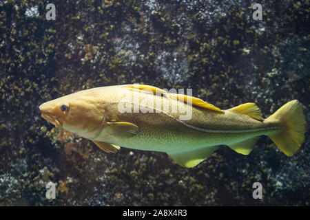 Dorsch, Kabeljau, Atlantischer Kabeljau, Gadus morhua, Cod, Atlantic cod, Morue, codling, codfish, Cabbilaud, La morue de l'Atlantique, La  morue fran Stock Photo