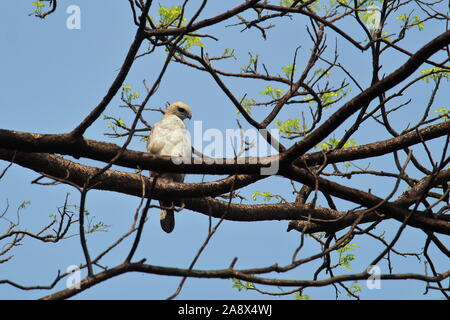 A juvenile changeable hawk-eagle (Nisaetus cirrhatus) is sitting on a tree branch in Sundarbans delta region of West Bengal in India Stock Photo