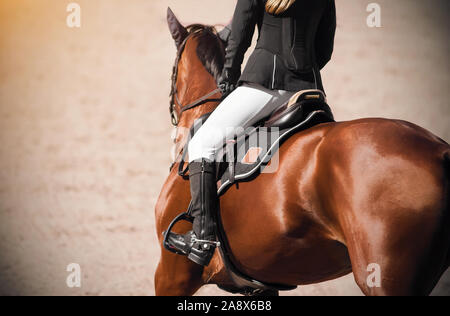 A girl rider on a Bay sleek horse gallops across a sandy field, illuminated by sunlight. Stock Photo