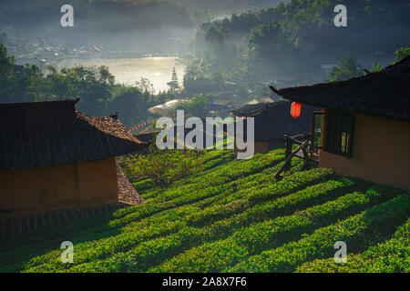 The Tea Plantation on nature the mountains sunlight and flare background concept in Ban Rak Thai, Mae Hong Son, THAILAND Stock Photo