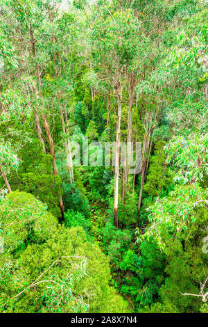 Giant Eucalyptus regnans trees, known as mountain ash, swamp gum, or stringy gum, is a species of Eucalyptus found at Great Otway National Park. Stock Photo