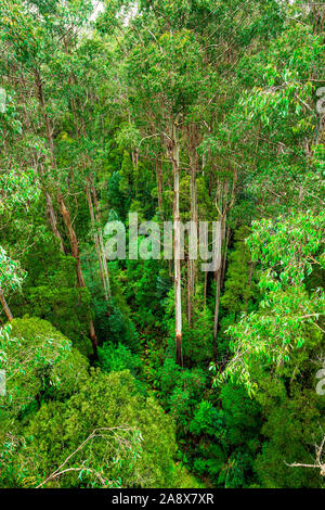 Giant Eucalyptus regnans trees, known as mountain ash, swamp gum, or stringy gum, is a species of Eucalyptus found at Great Otway National Park. Stock Photo