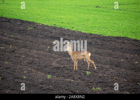 Roe deer standing in a dark plowed field Stock Photo