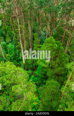 Giant Eucalyptus regnans trees, known as mountain ash, swamp gum, or stringy gum, is a species of Eucalyptus found at Great Otway National Park. Stock Photo