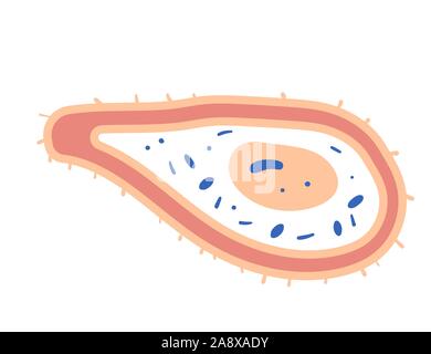 Bacterias cell. Vector illustartion in doodle style. Stock Vector