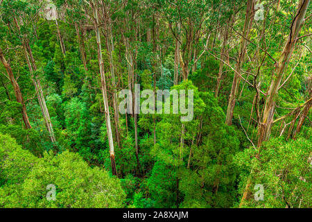 Giant Eucalyptus regnans trees, known as mountain ash, swamp gum, or stringy gum, is a species of Eucalyptus found at Great Otway National Park. Stock Photo