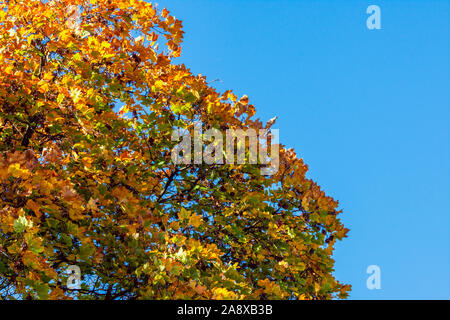 autumnal card with dry yellow autumn leaves on branch and copy space for text on blue sky, defocused autumn background Stock Photo