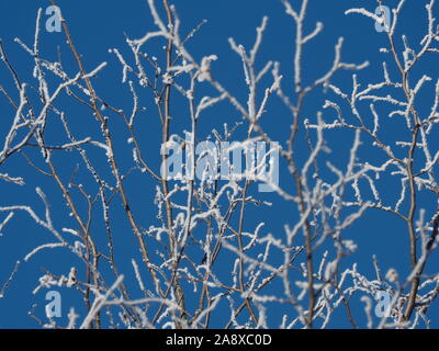 Winter landscape with hoarfrost on tree branches with clear blue sky background Stock Photo