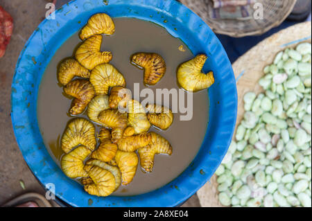 The larval grub sold in Heho Market is considered a delicacy in much of Southeast Asia. Rhynchophorus ferrugineus Stock Photo