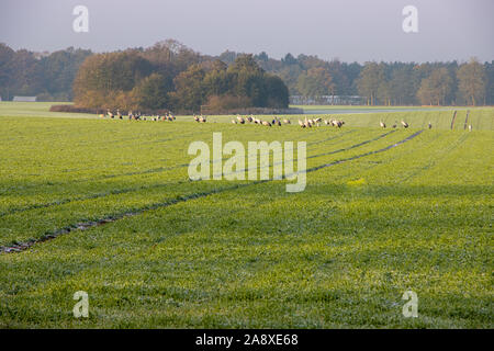 on a green field a large flock of cranes has gathered to eat Stock Photo