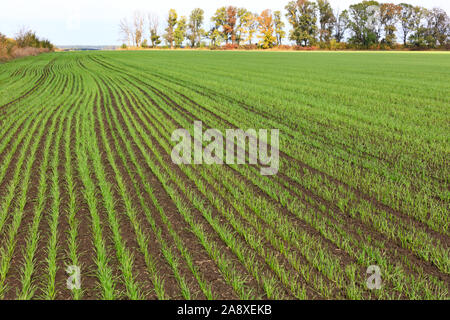 Sprouts of winter wheat grew in an endless field in long smooth and light green rows in close-up. Stock Photo